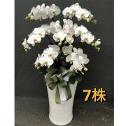 7株高盆蘭花(白)