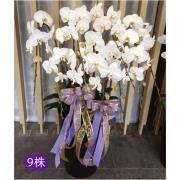 9株高盆蘭花(白)