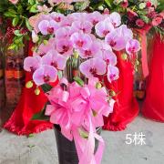 5株高盆蘭花(粉)