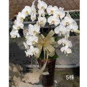 5株高盆蘭花(白)
