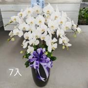 7株高盆蘭花(白)