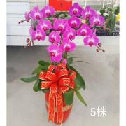 5株高盆蘭花(粉)