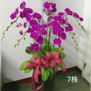 7株高盆蘭花(粉)
