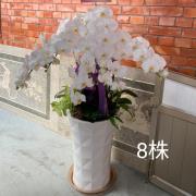 8株高盆蘭花(白)