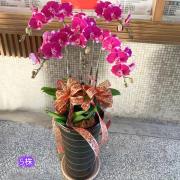 5株高盆蘭花(粉)