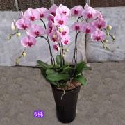 6株高盆蘭花(粉)