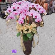 7株高盆蘭花(粉)