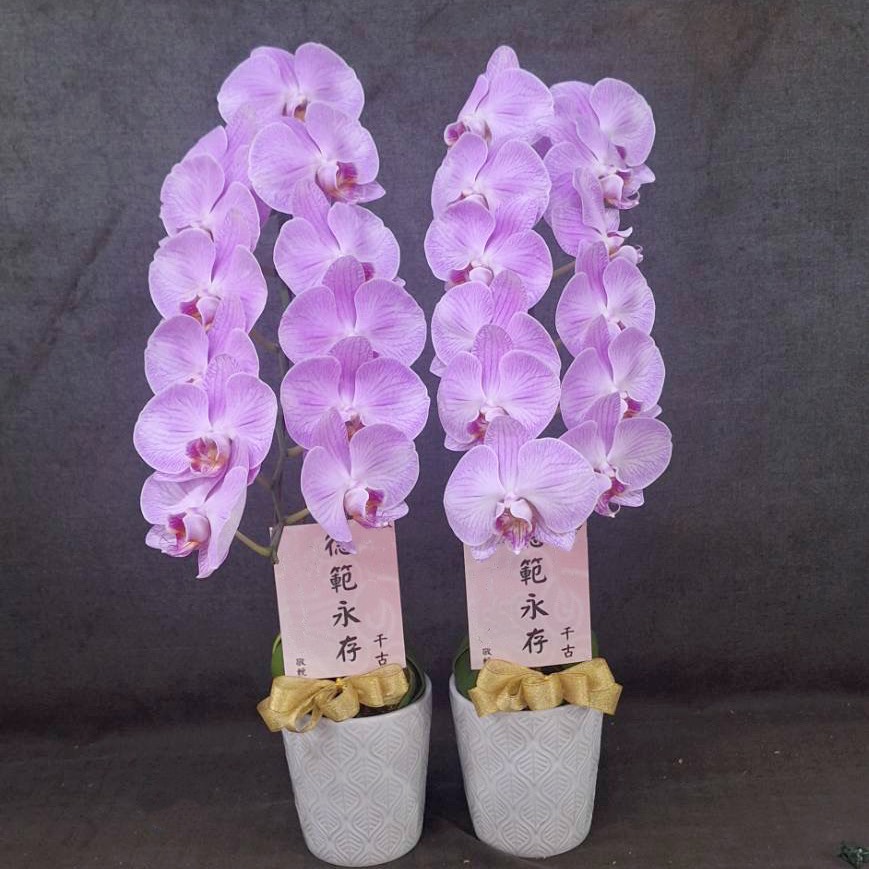 靈前桌上型蘭花-(新北殯儀館及會館)