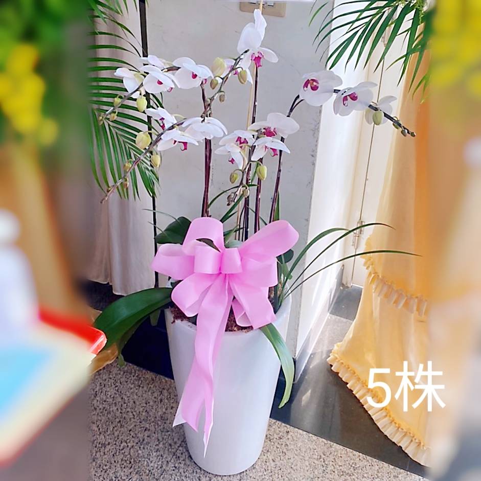 5株白色蘭花