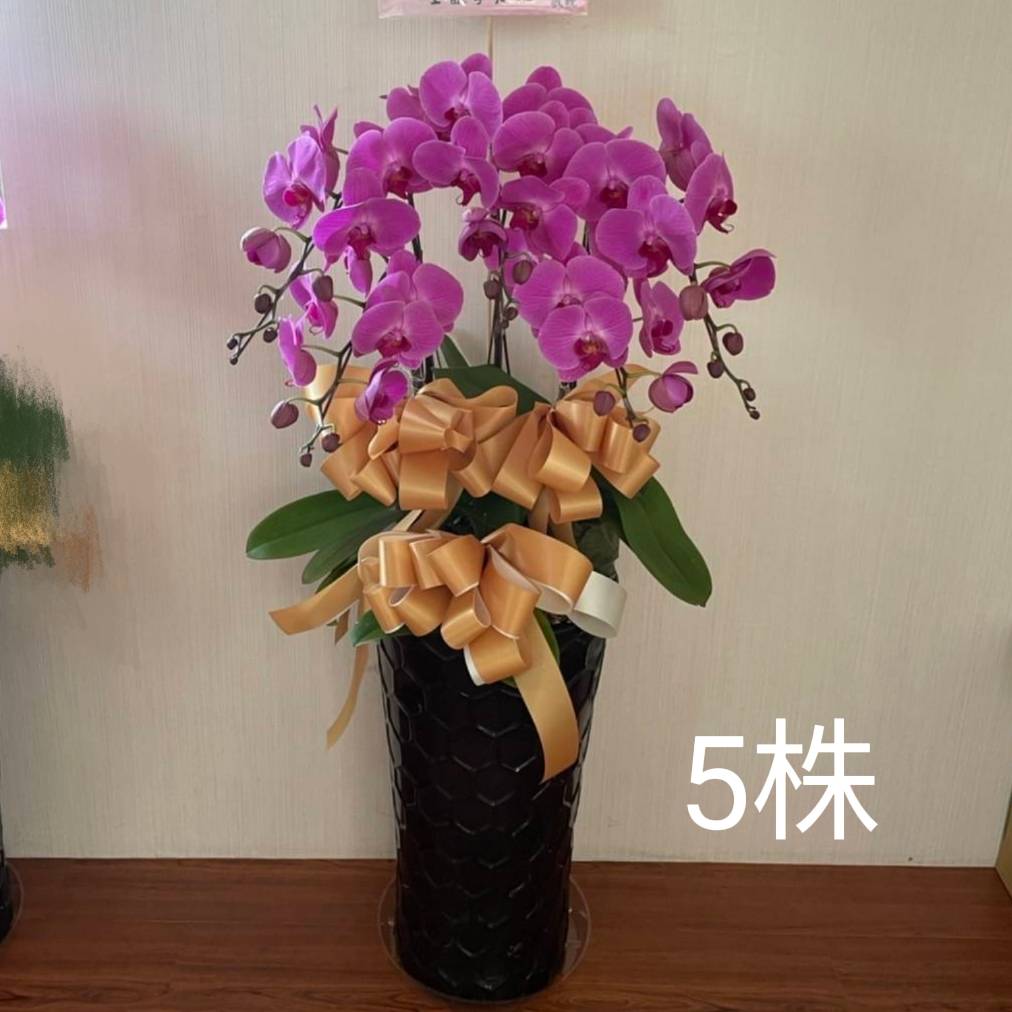 5株蘭花盆景