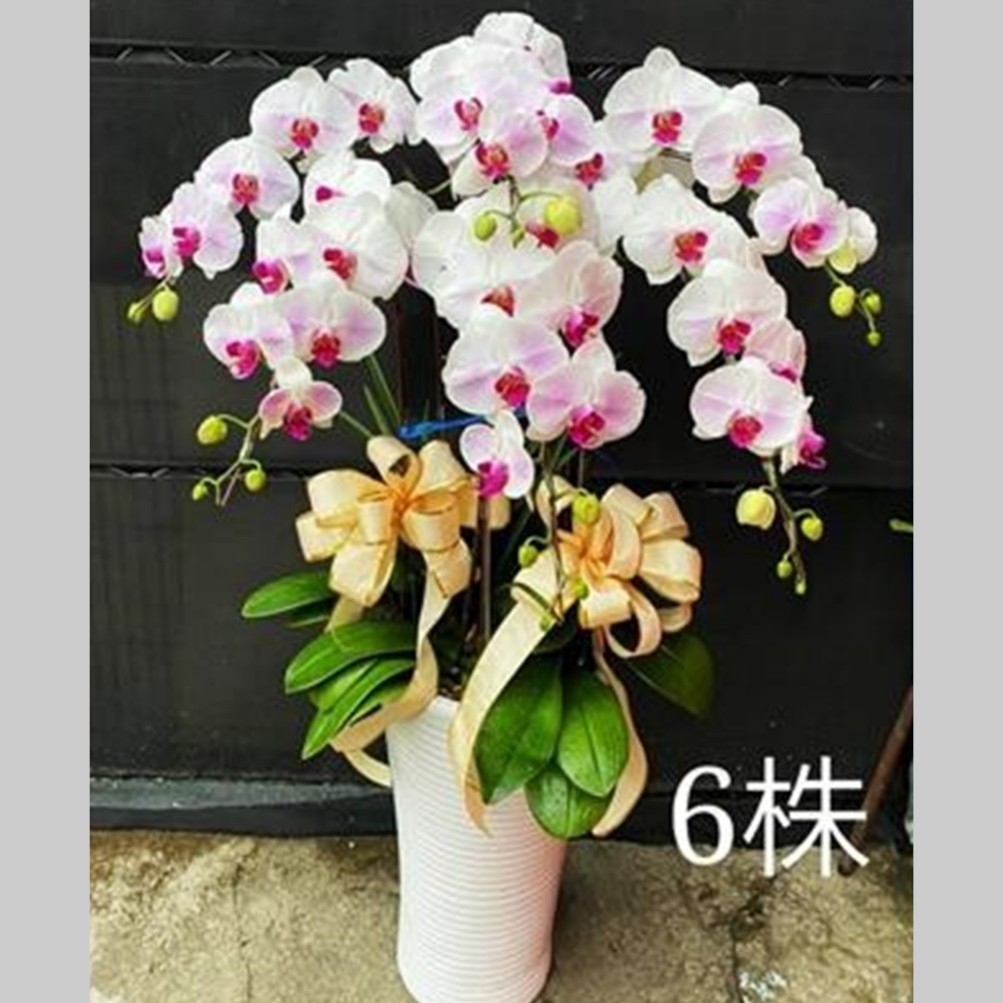 6株蝴蝶蘭盆栽(白花粉心)