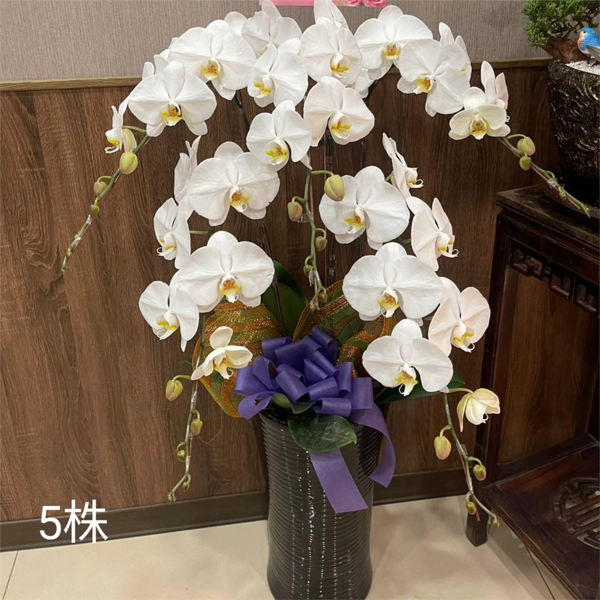 5株白色高盆蘭花