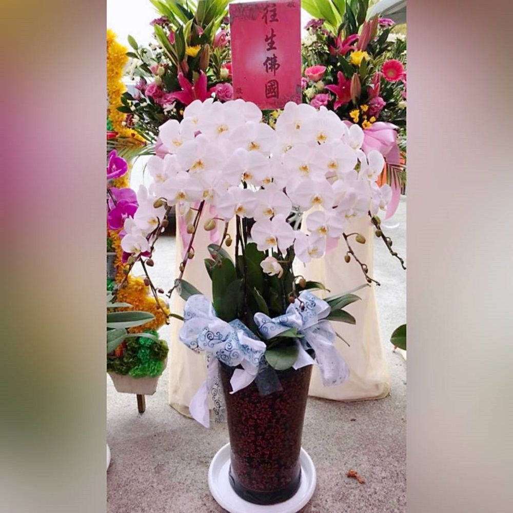 7株蘭花(白)B04