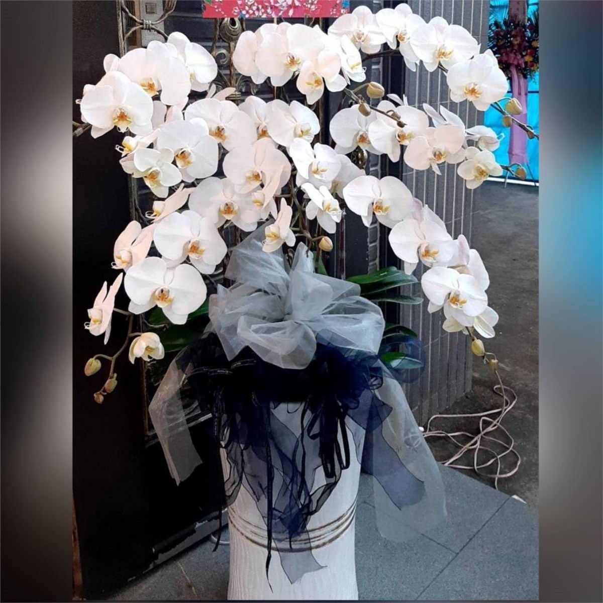 八株蘭花B03