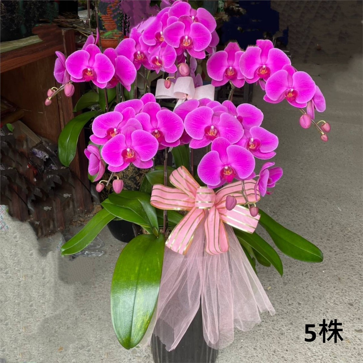 5株蘭花(粉)