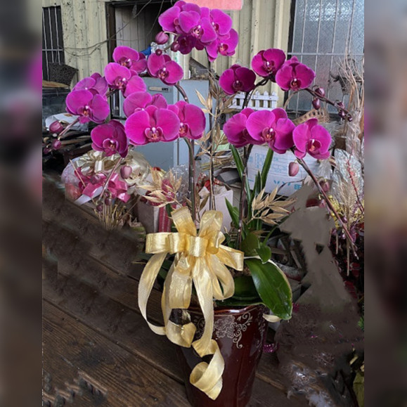 5株蘭花(粉)