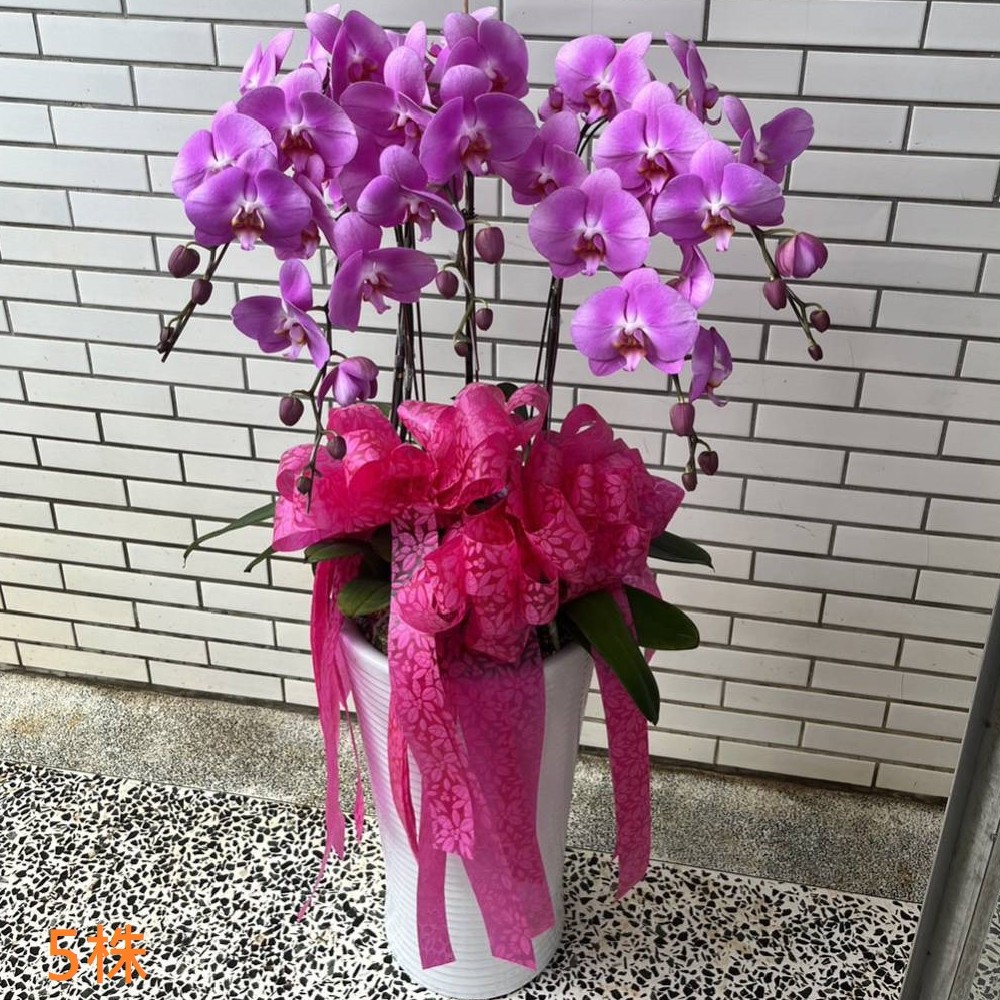 5株蘭花(粉)