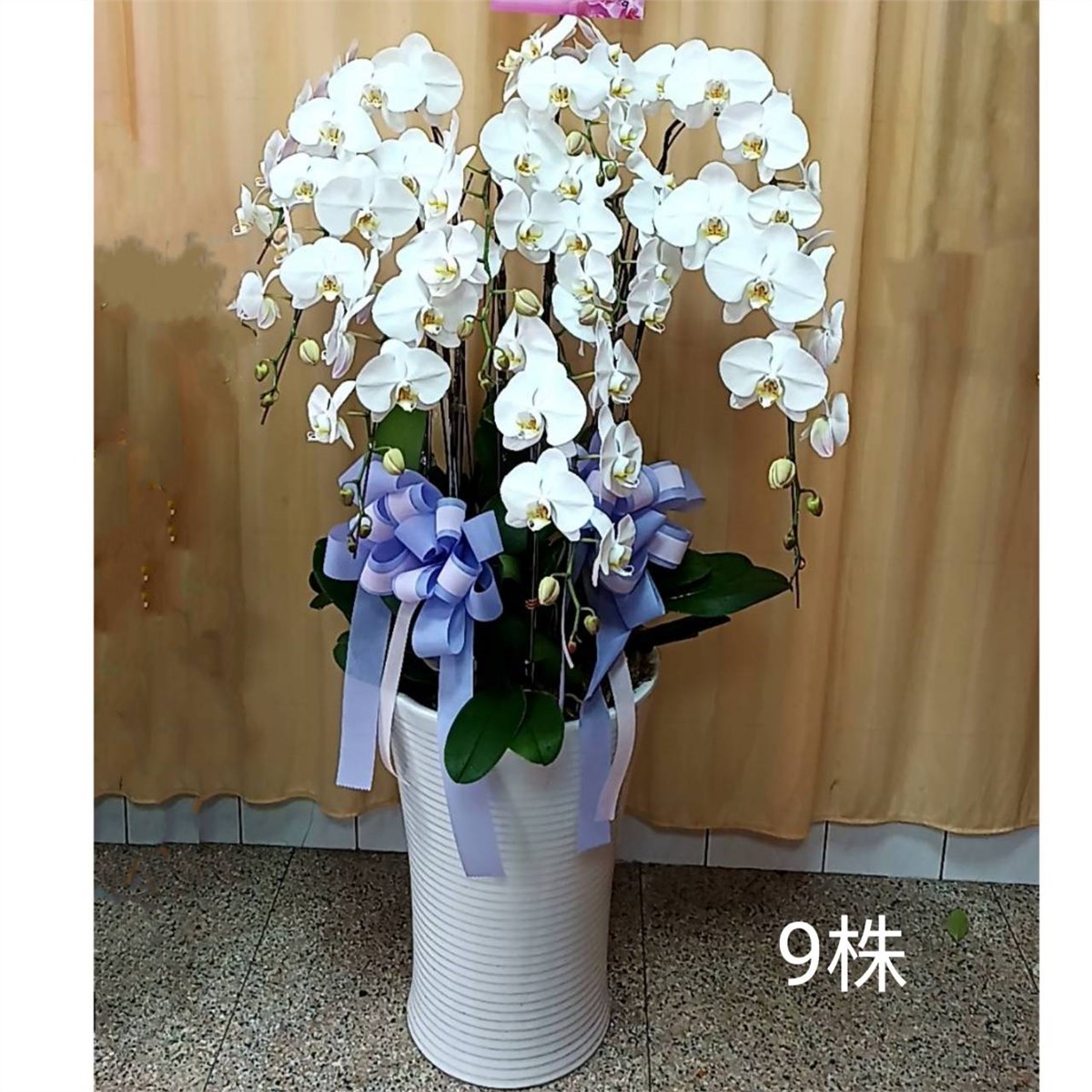 9株蘭花(白)