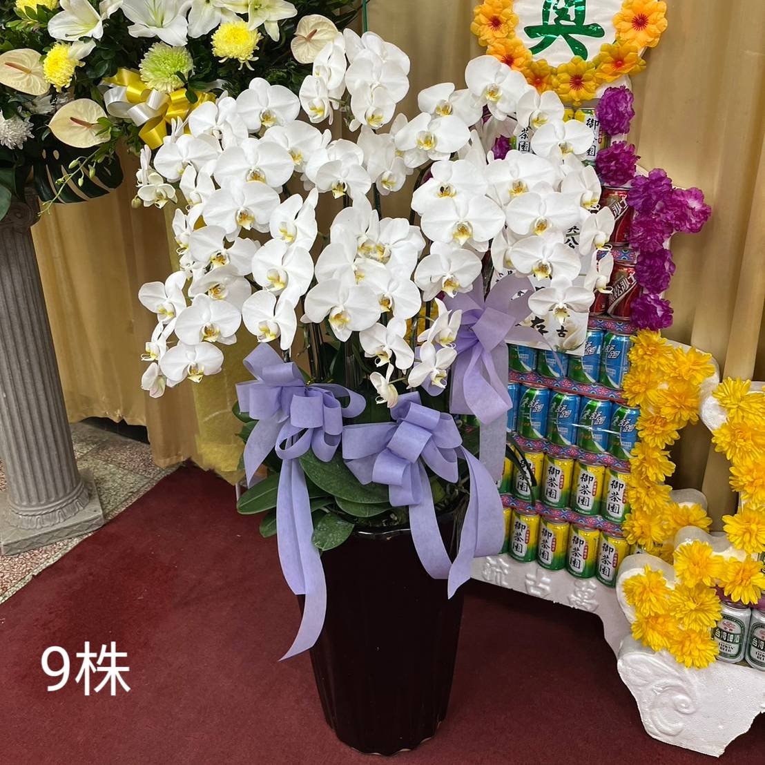 9株蘭花(白)