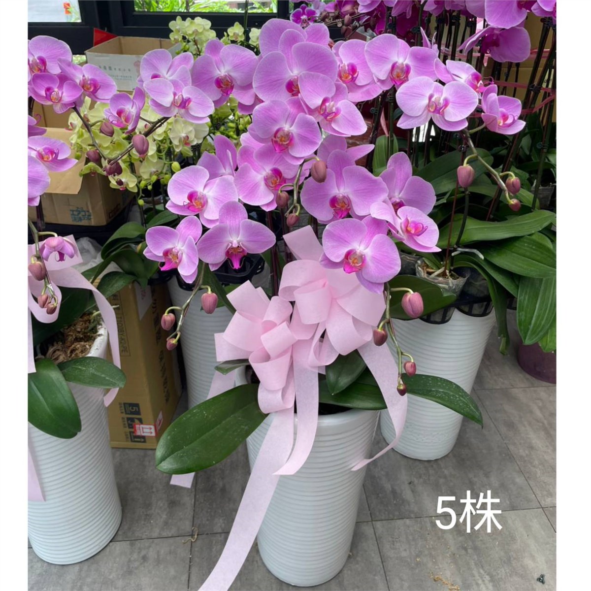 5株蘭花(粉)-湖口、關西