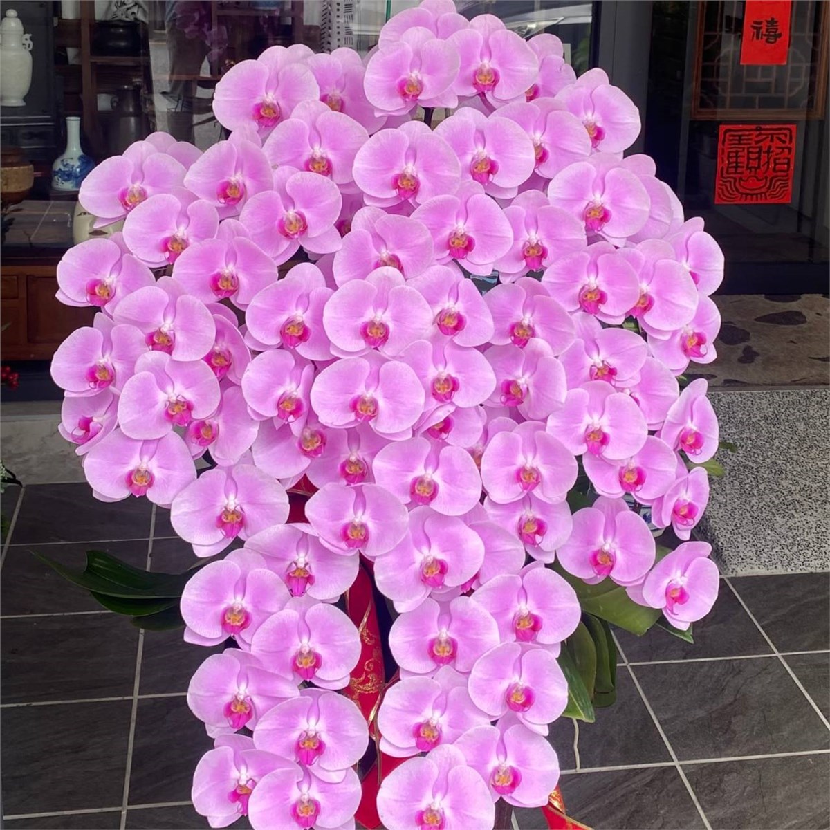 9株蘭花