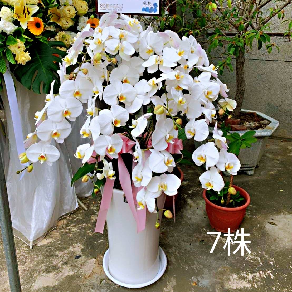 7株落地蘭花(白色)