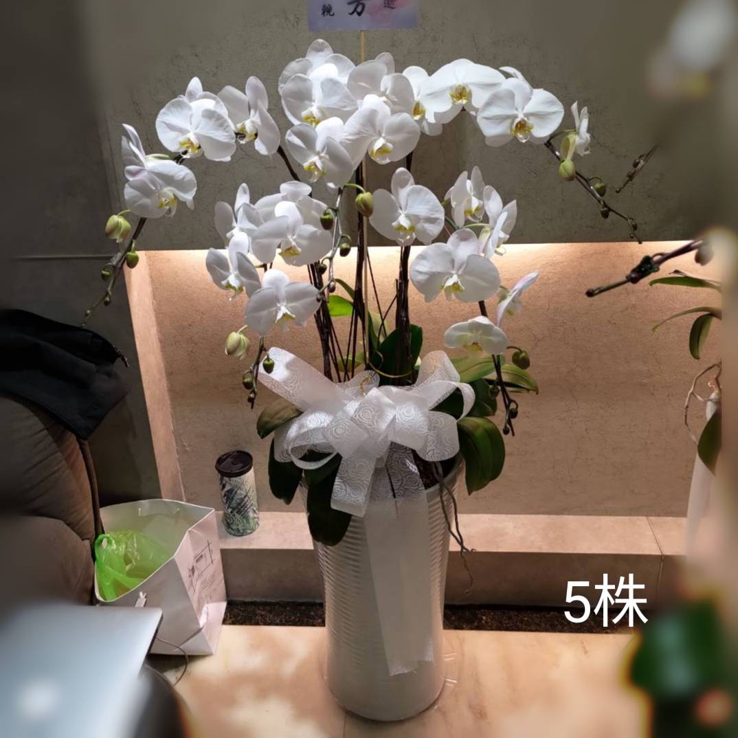 5株白色蘭花