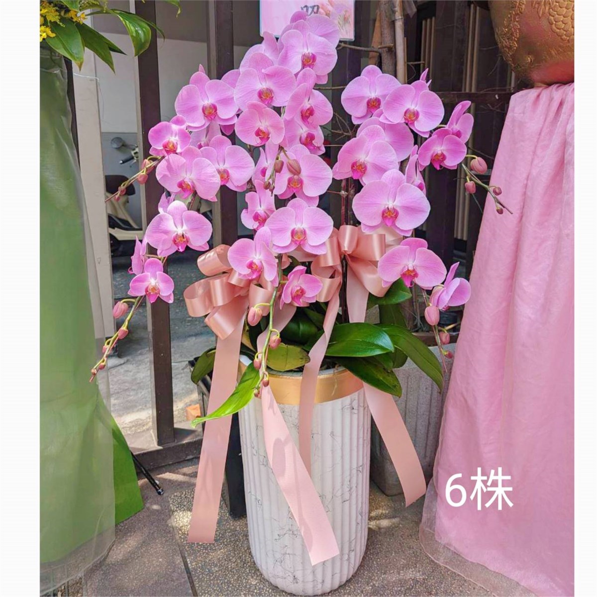 6株蘭花(粉或紅色)