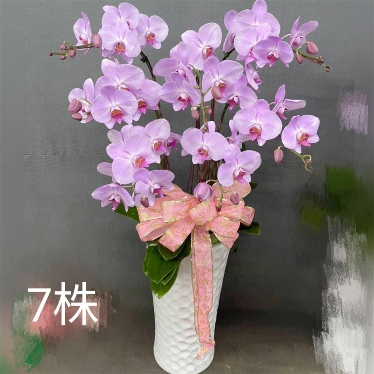 7株蘭花(粉或紅)