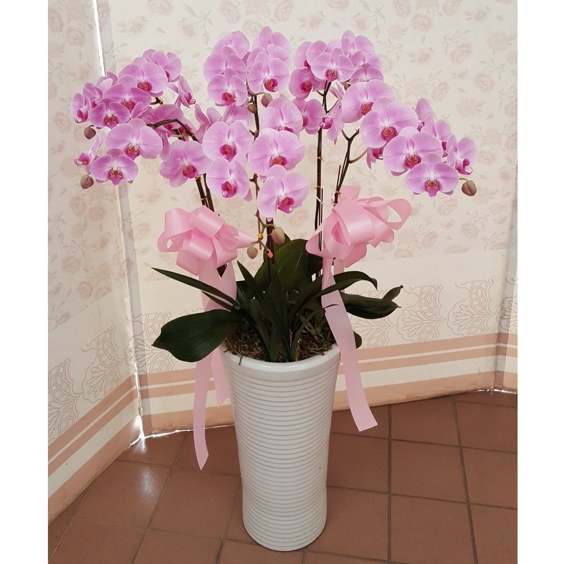 6株蘭花(粉色)