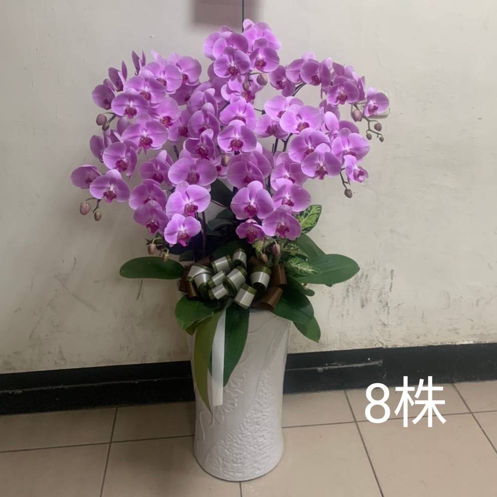 8株蘭花(粉色)