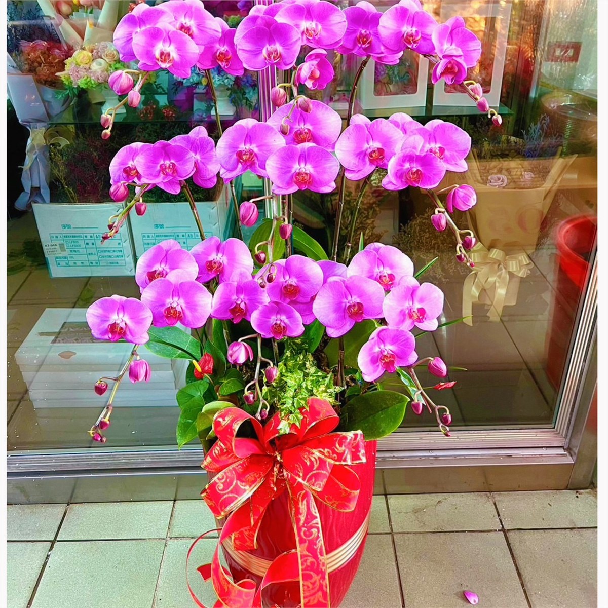 9株蘭花(粉色)