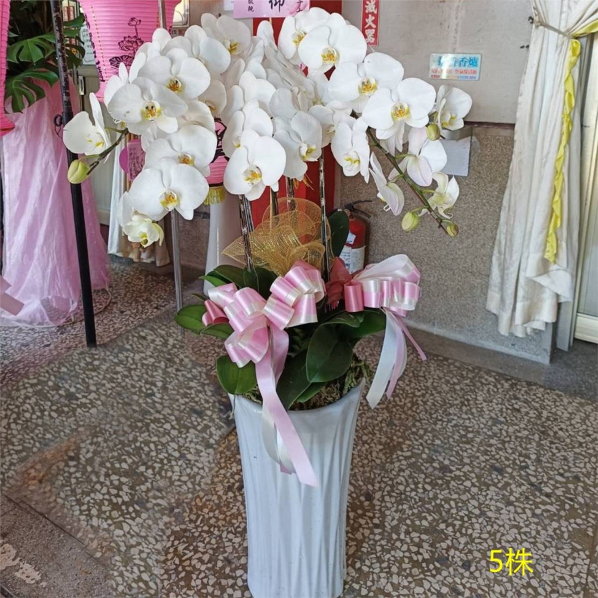 5株落地蘭花(白色)