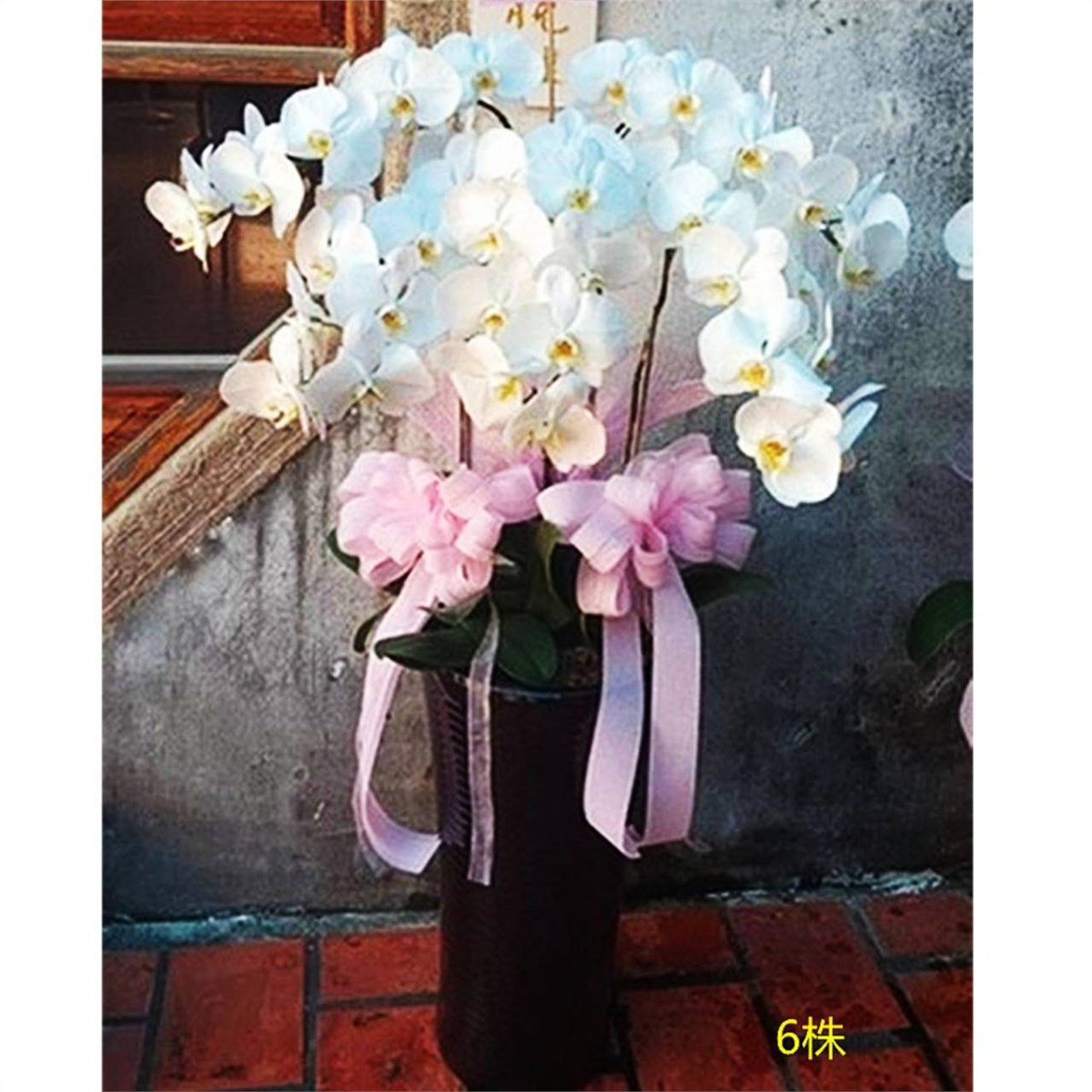 6株落地蘭花(白色)