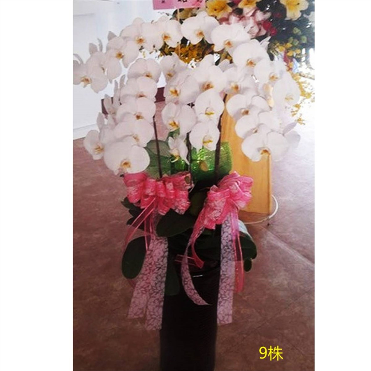 9株落地蘭花(白色)