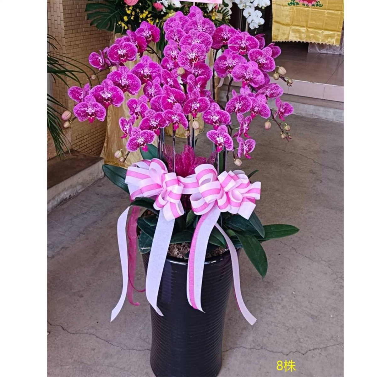 8株落地蘭花(粉色)