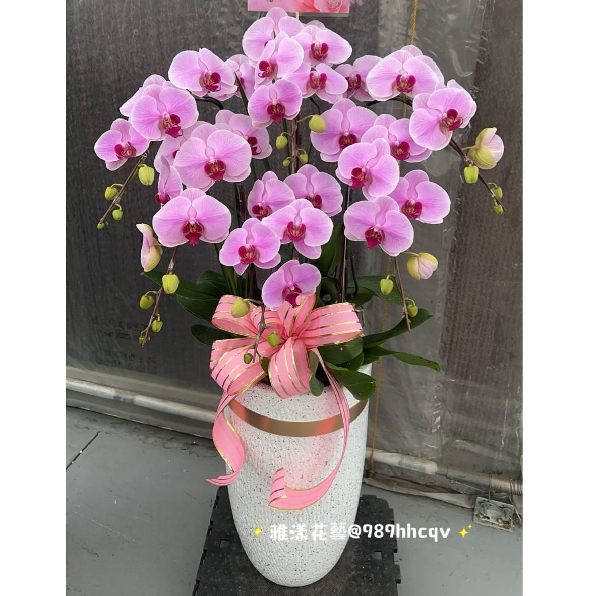 5株粉色蘭花盆