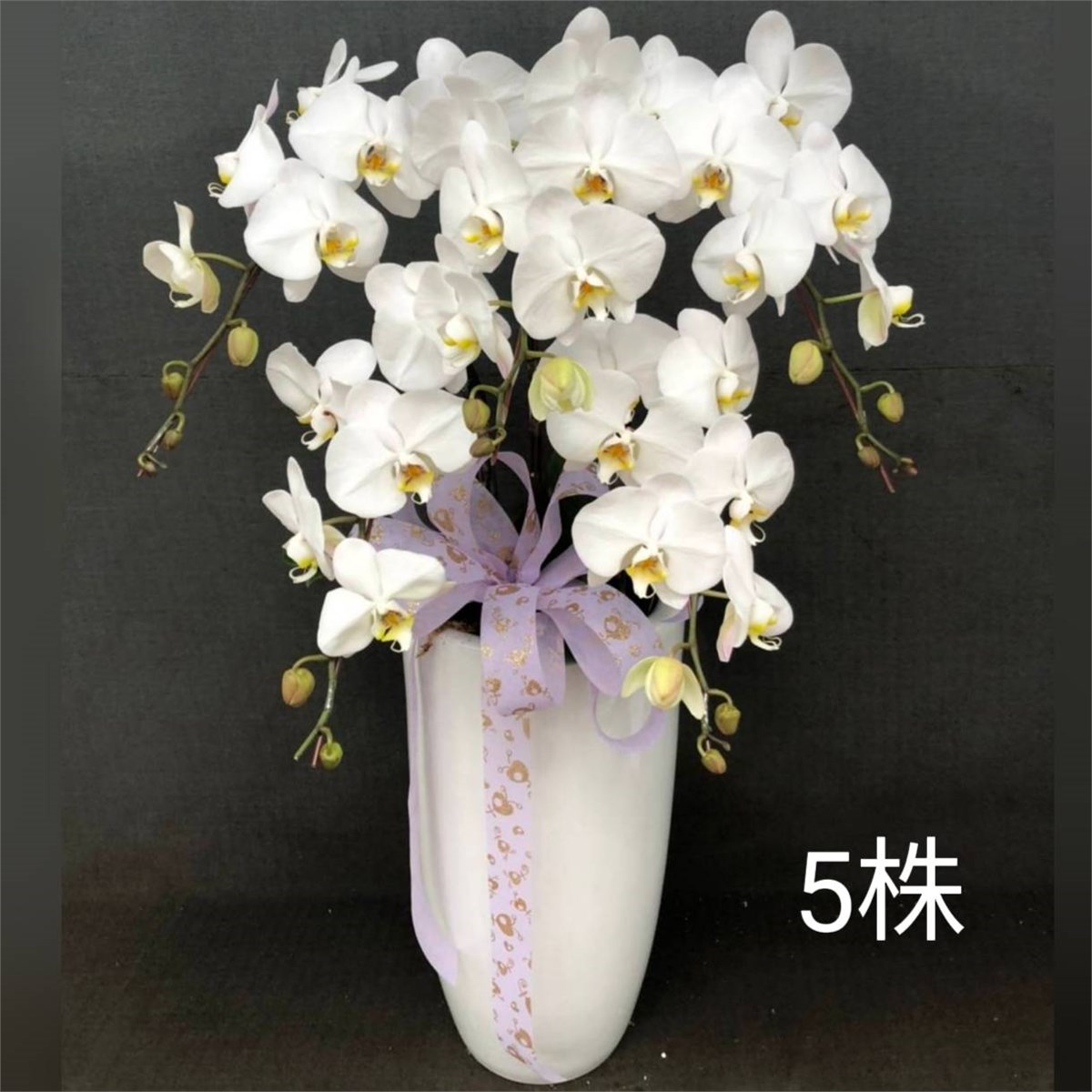 5株白色蘭花盆