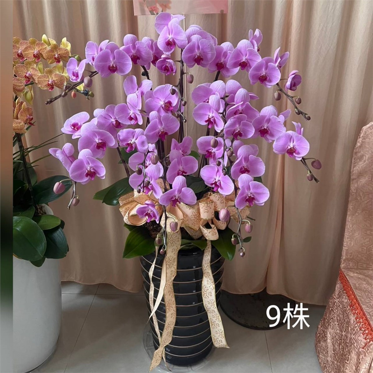 9株粉色蘭花盆