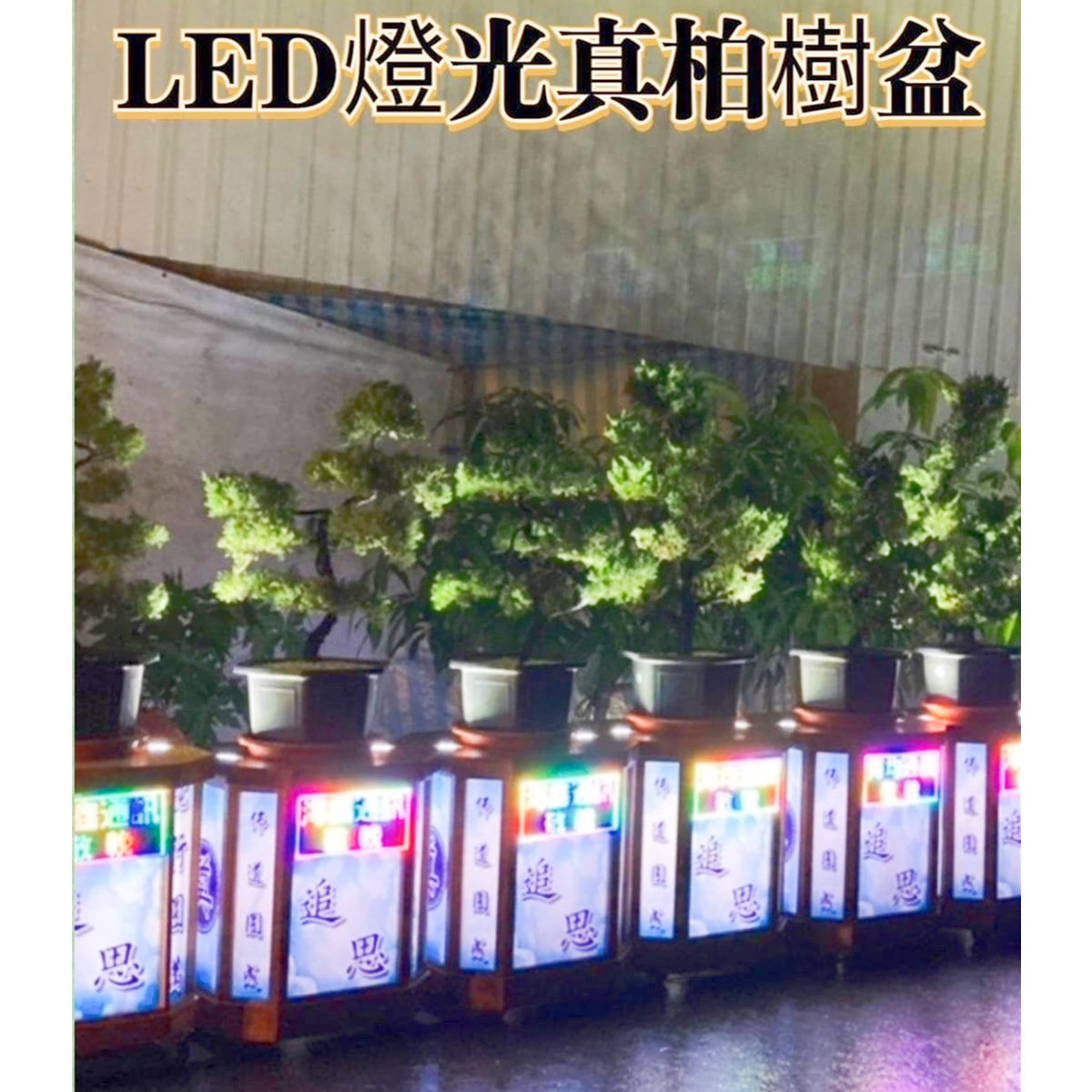 松柏 (14天內)