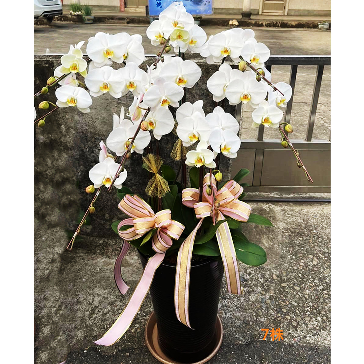 7株白色蘭花盆