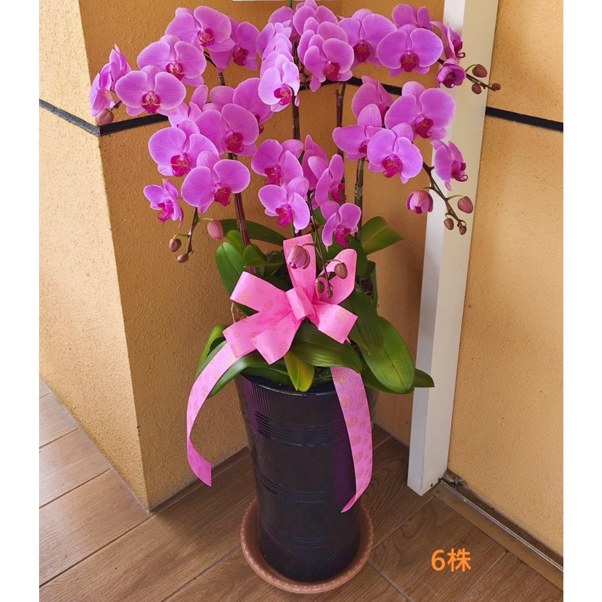 6株粉色蘭花盆