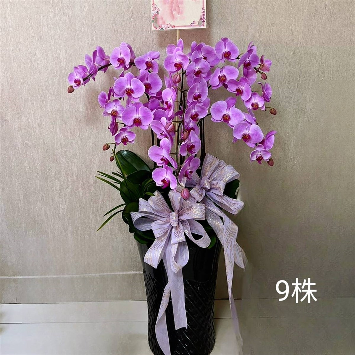 9株粉色蘭花盆