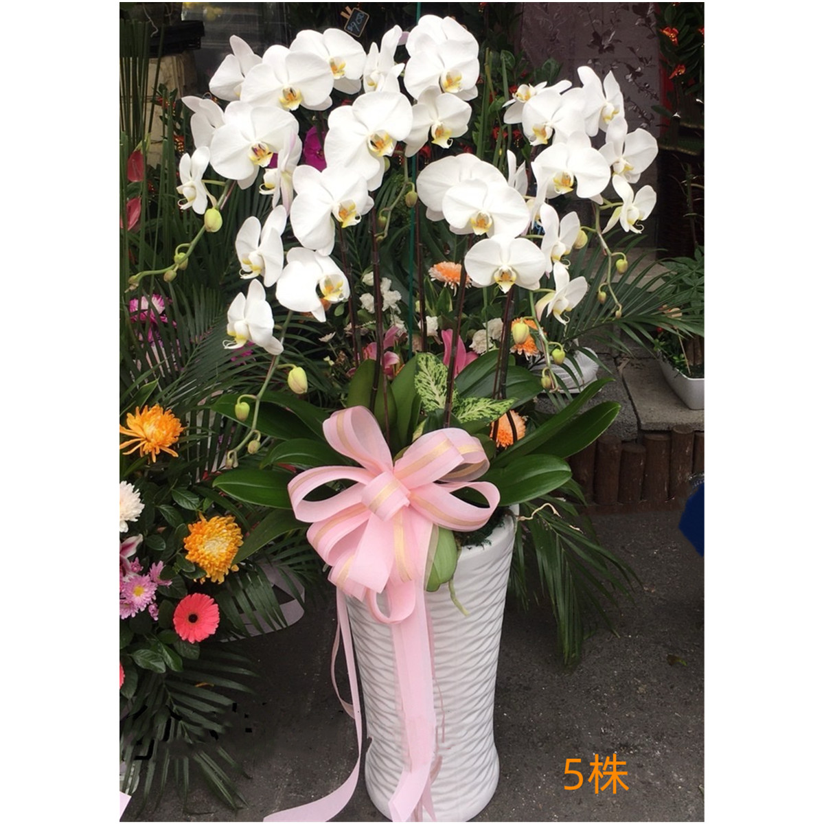 5株白色蘭花盆