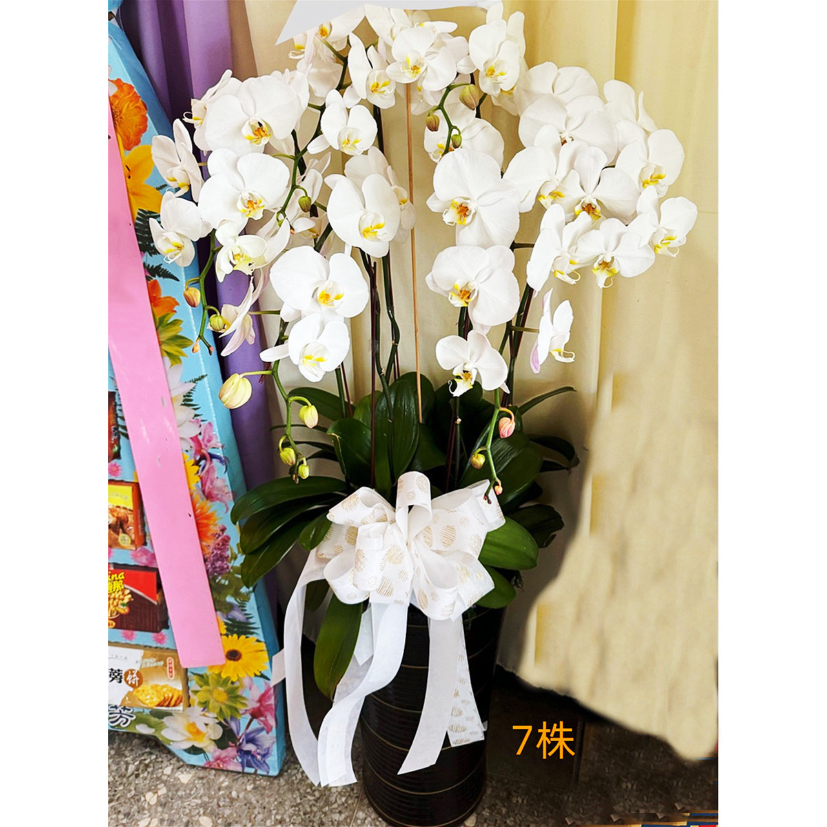 7株白色蘭花盆