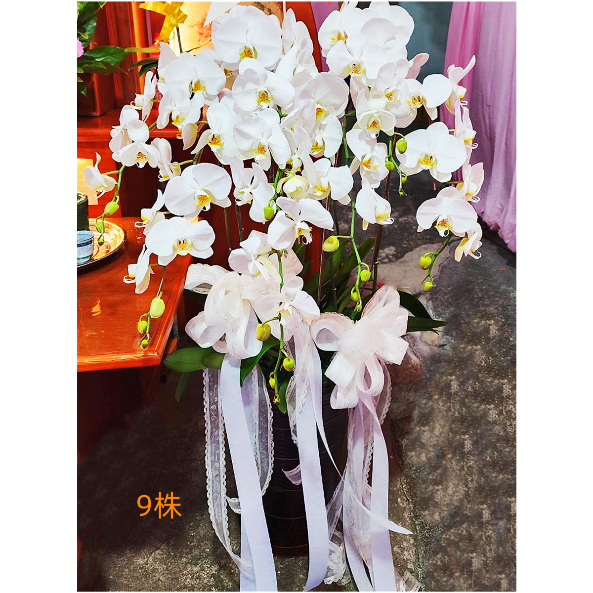 9株白色蘭花盆
