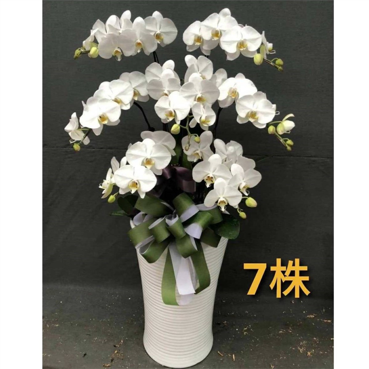 7株高盆蘭花(白)