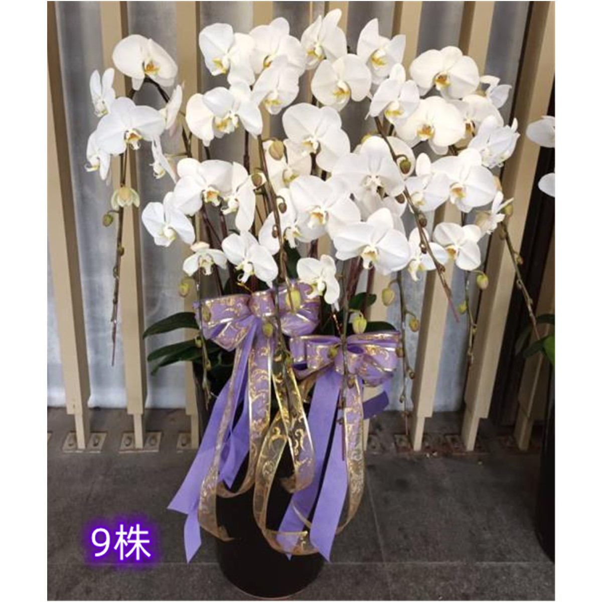 9株高盆蘭花(白)