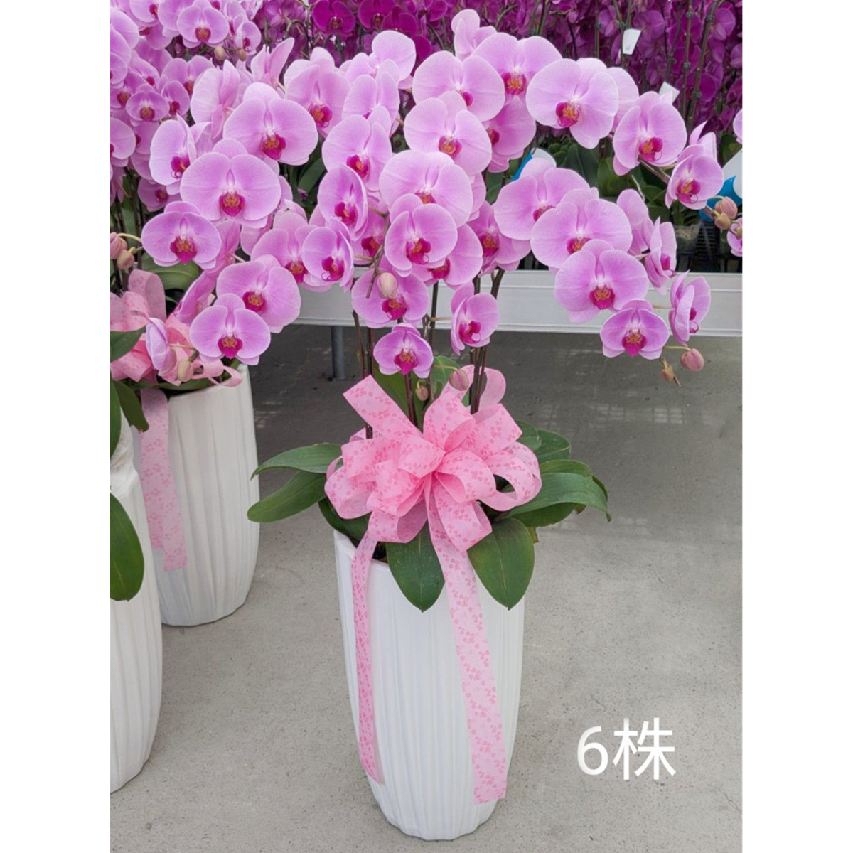 6株高盆蘭花(粉)
