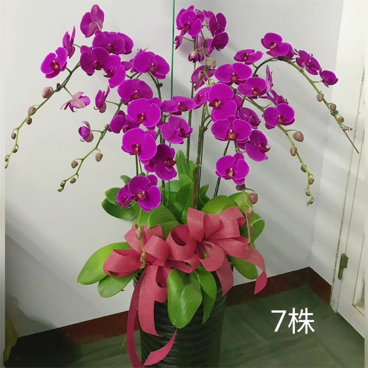 7株高盆蘭花(粉)